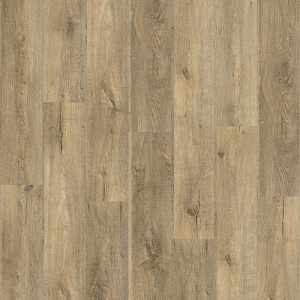 фото Дуб Нашвилл (Nashville Oak 88299)
